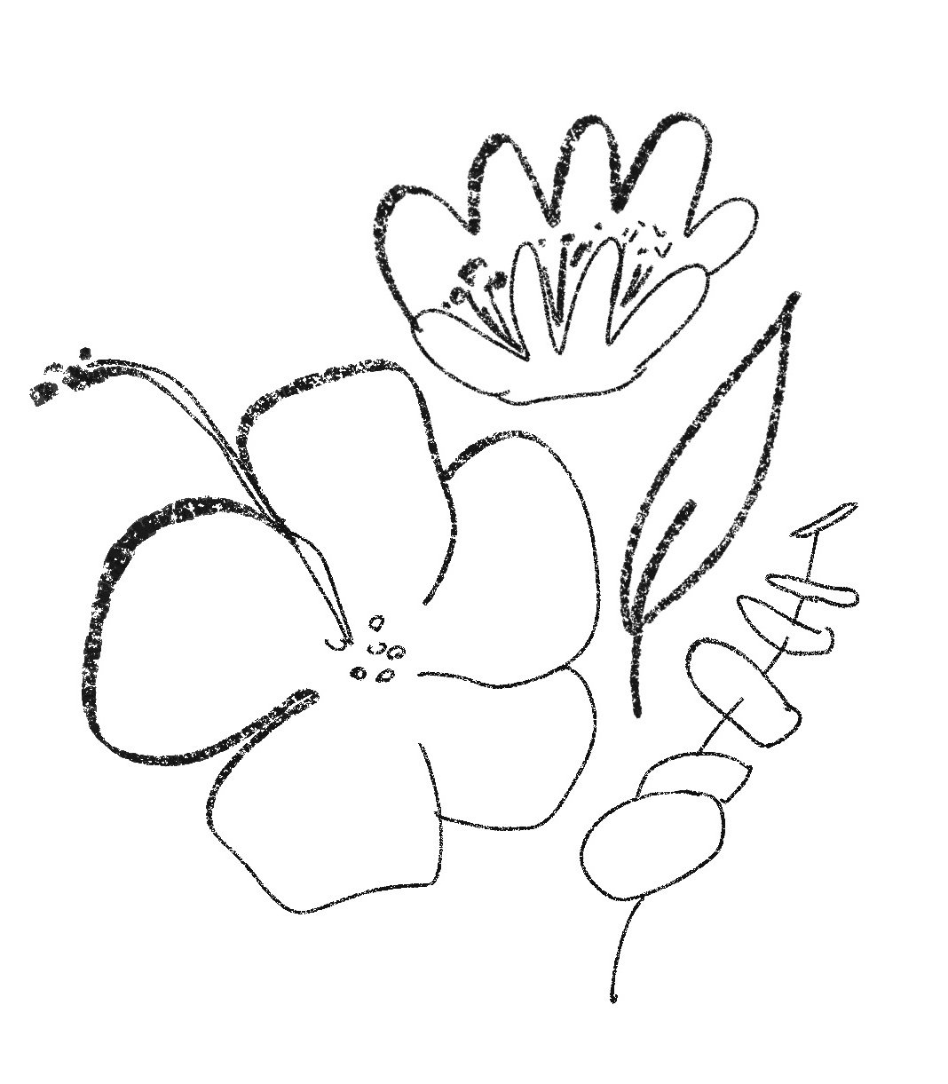 croquis des fleurs et feuilles