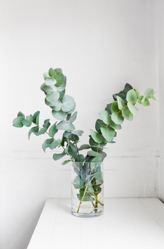 photo d'inspiration pour peindre de l'eucalyptus