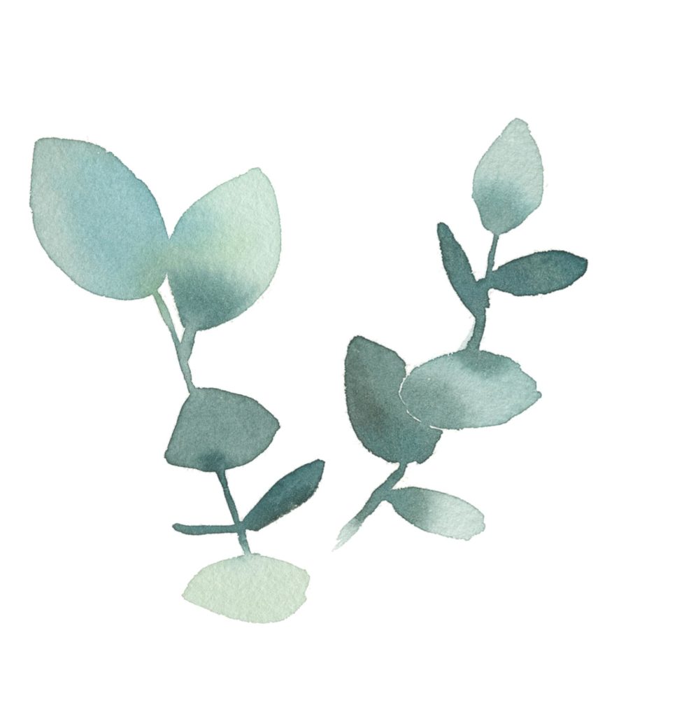 peinture à l'aquarelle de deux branches d'eucalyptus